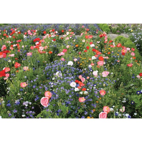 Blomsterblandning, Ettårig, Carrie Ann