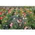 Blomsterblandning, Ettårig, Carrie Ann