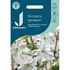 Blomstertobak, Sirius white F1