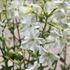 Blomstertobak, Sirius white F1