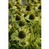 Solhatt, Green Jewel