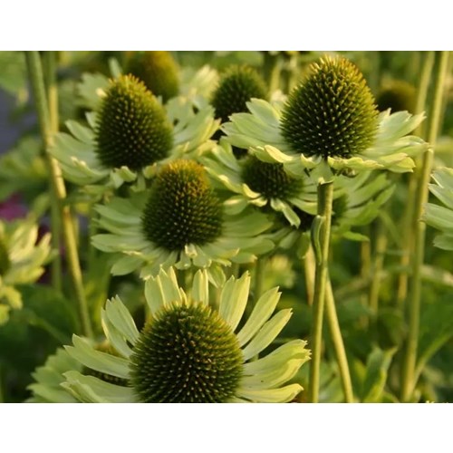 Solhatt, Green Jewel