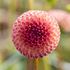 Dahlia, Burlesca