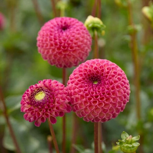 Dahlia, Burlesca