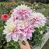 Dahlia, Evanah