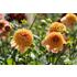 Dahlia, Sandia Brocade