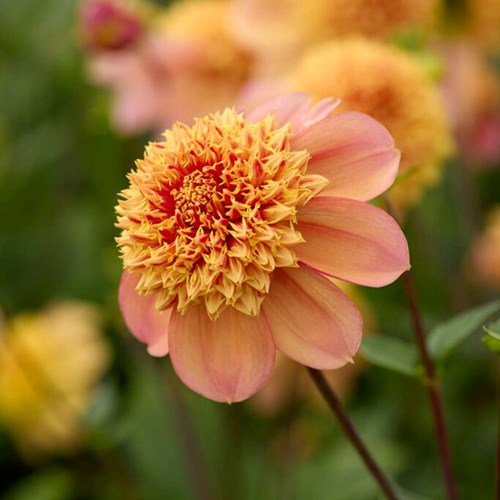Dahlia, Sandia Brocade