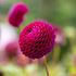 Dahlia, Downham Royal