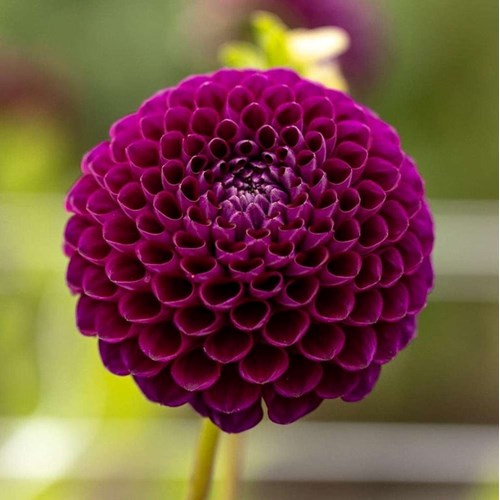 Dahlia, Downham Royal