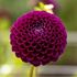 Dahlia, Downham Royal