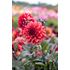 Dahlia, Orient Express