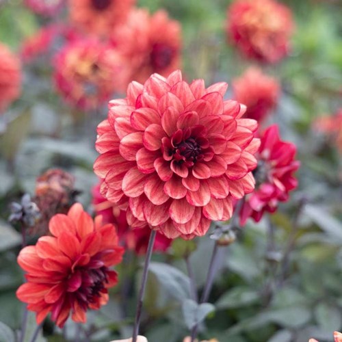 Dahlia, Orient Express