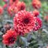 Dahlia, Orient Express