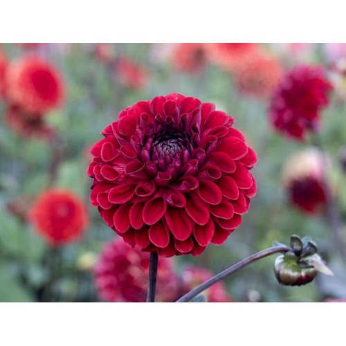 Dahlia, Baccara