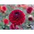 Dahlia, Baccara