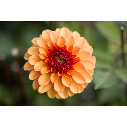 Dahlia, American Sun