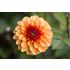 Dahlia, American Sun