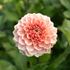 Dahlia, Romance