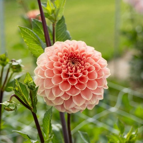 Dahlia, Romance