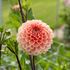 Dahlia, Romance