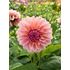 Dahlia, Sturm sweet Maria
