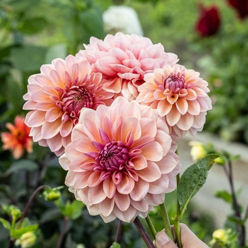 Dahlia, Sturm sweet Maria