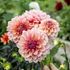 Dahlia, Sturm sweet Maria