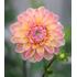 Dahlia, Hapet Pastel