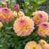 Dahlia, Hapet Pastel