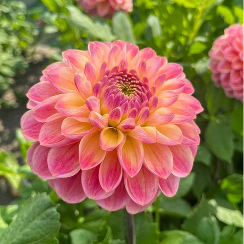 Dahlia, Hapet Pastel