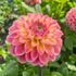 Dahlia, Hapet Pastel