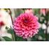 Dahlia, Salmon runner