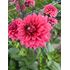 Dahlia, Salmon runner