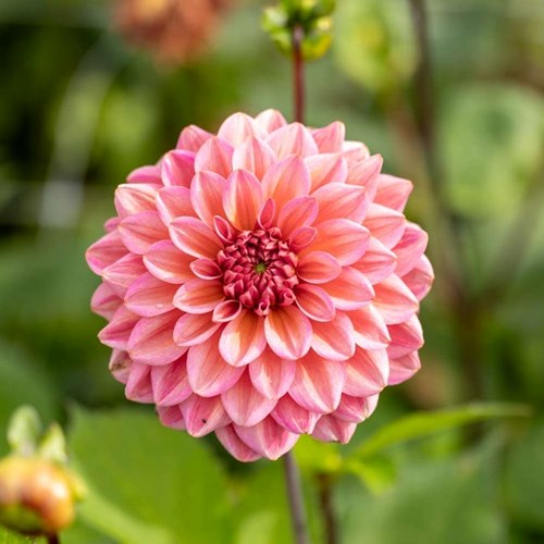 Dahlia, Salmon runner