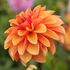 Dahlia, Arancia