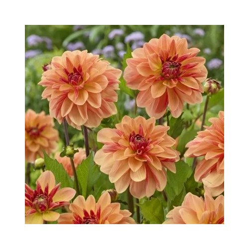 Dahlia, Arancia