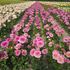 Dahlia, Anne Marie