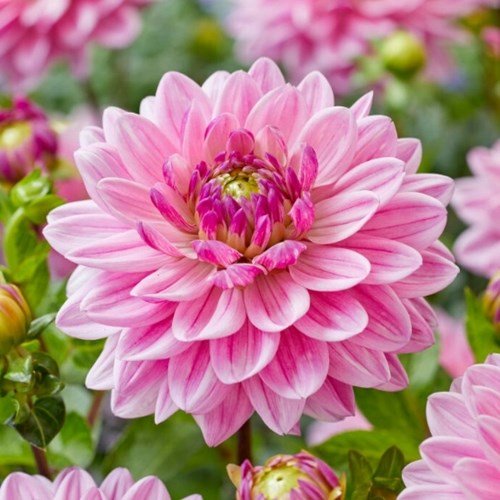 Dahlia, Anne Marie