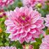 Dahlia, Anne Marie