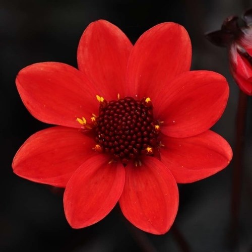 Dahlia, Purple Fiction