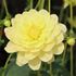 Dahlia, Glorie of Heemstede