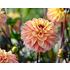 Dahlia, Gelia