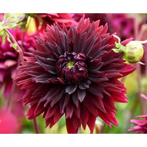 Dahlia, Black Touch