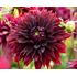 Dahlia, Black Touch