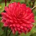 Dahlia, Ocean of Love
