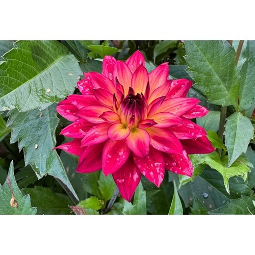 Dahlia, Ocean of Love