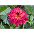 Dahlia, Ocean of Love