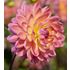 Dahlia, Kens Rarity
