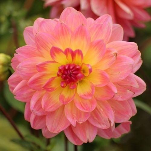 Dahlia, Kens Rarity