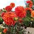 Dahlia, Kees Verkade